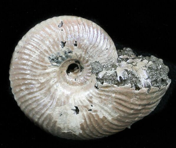 Iridescent Ammonite (Eboraciceras) Fossil - Russia #34630